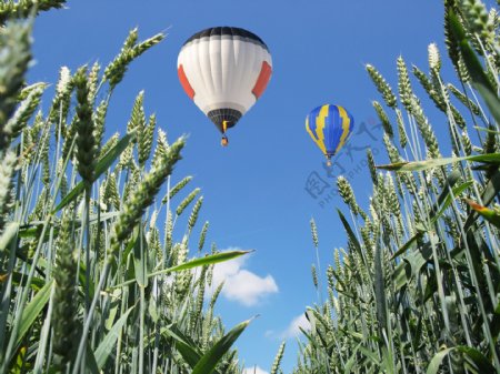 热气球与麦田图片