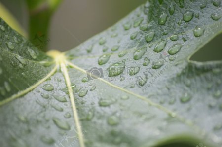 水树叶雨滴一滴的水绿色滴特写镜头