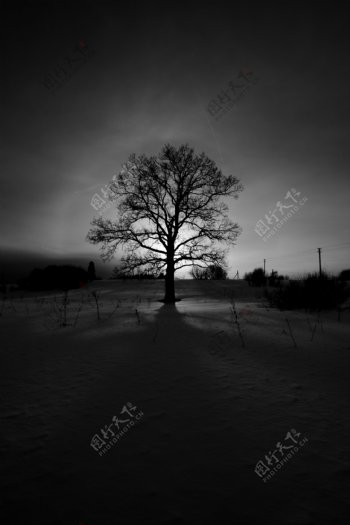 雪地上的一棵树图片