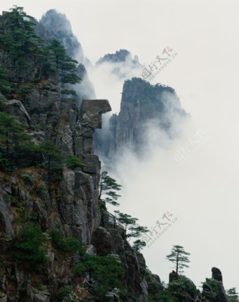高山松树自然景观图片