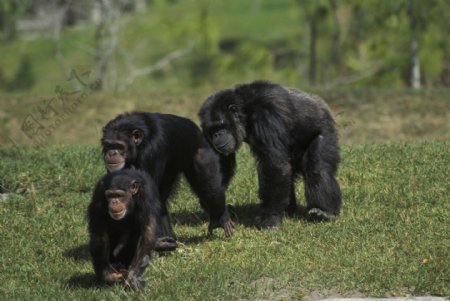 三只黑猩猩图片