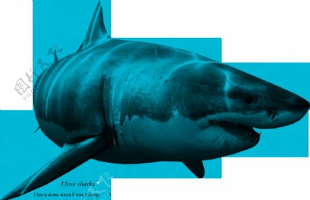 深蓝色鲨鱼免抠png透明图层素