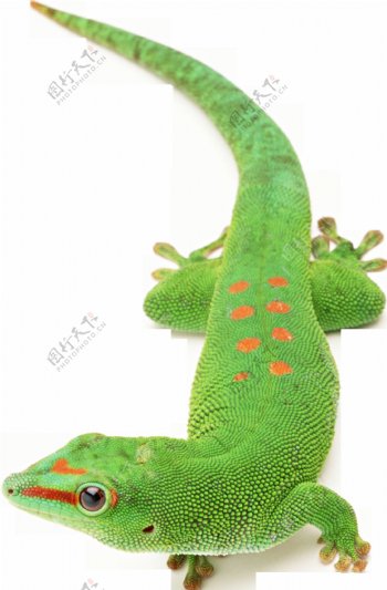 鲜艳绿色蜥蜴免抠png透明图层素材