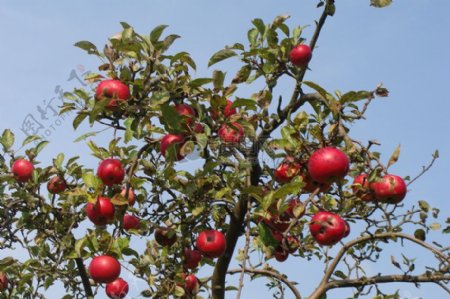 树上的红苹果