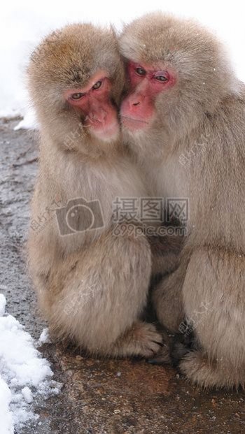 雪夫妇爱冬季动物动物猴子拥抱拥抱日本猴子坐长野