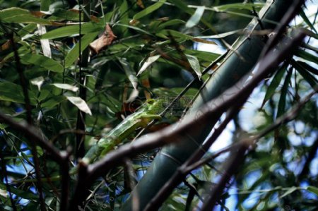 自然动物绿色蜥蜴爬行动物伪装变色龙竹树