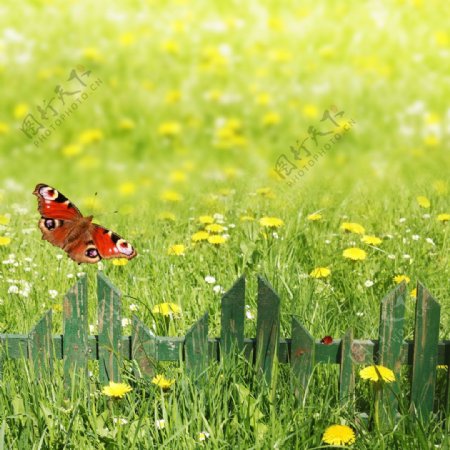 春天里花朵飞舞绿草丛生图片
