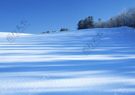 蓝天下树林雪景高清风景图片图片