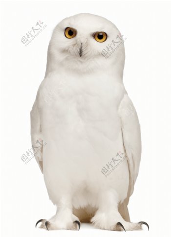 白色猫头鹰摄影图片