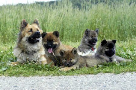 五只宠物狗图片
