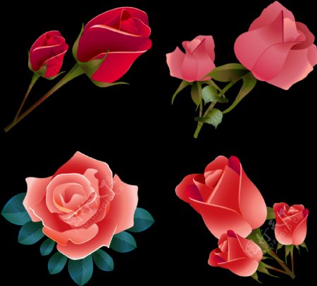 手绘红玫瑰插图免抠png透明图层素材