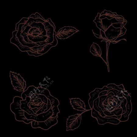 素描风格玫瑰花插画免抠png透明图层素材