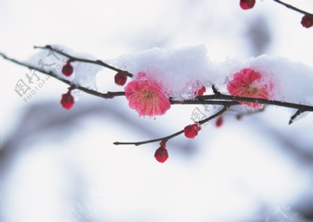 雪中鲜花图片