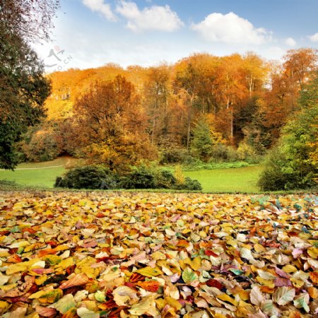 树叶和秋天树木风景图片
