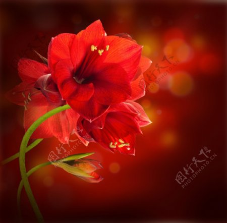 红色鲜花与梦幻光斑图片