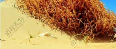 沙漠中的动物头骨黄沙沙子高清实拍视频素材
