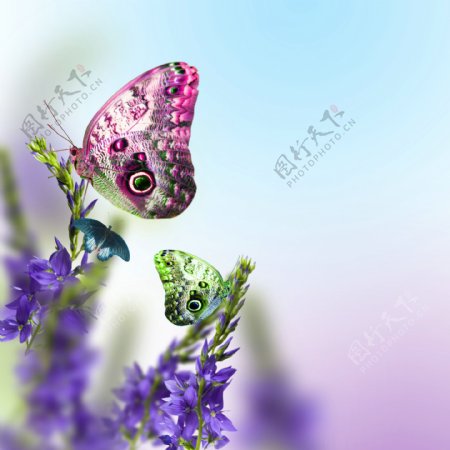 紫色花朵与彩色蝴蝶背景图片