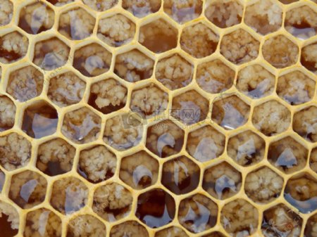 盛满蜂蜜的蜂巢