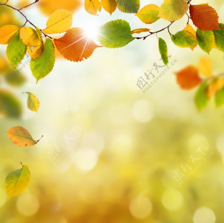 阳光下的叶子背景图片