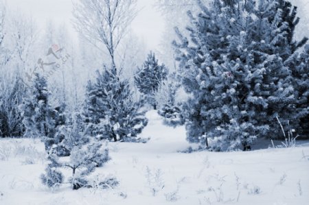雪地树木风景图片