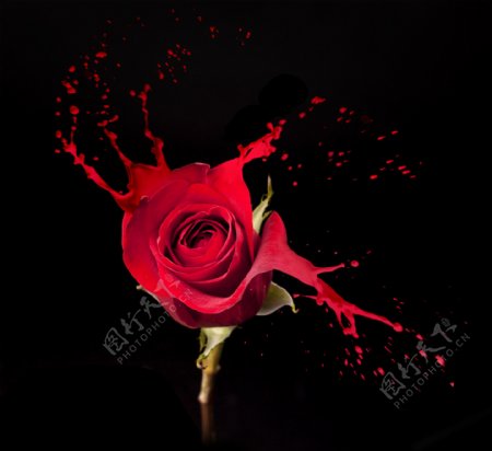 红玫瑰与颜料喷溅图片