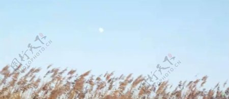 风吹芦苇白天的月亮月亮特写高清实拍视频素材