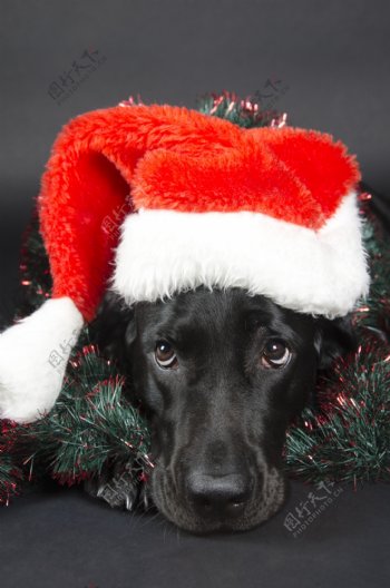 戴圣诞帽的小狗图片