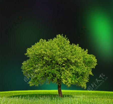 草地上苍绿的大树风景图片