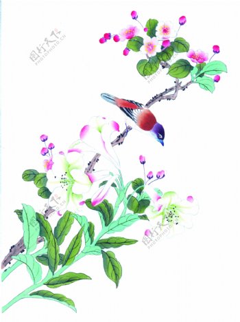 花卉植物上的小鸟图片