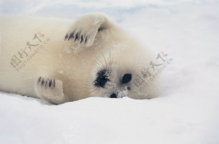 雪地里的小海狮图片