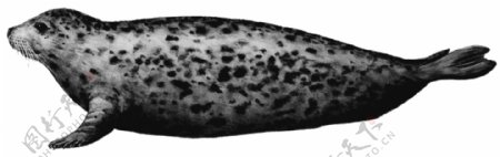 手绘斑点海豹免抠png透明图层素材