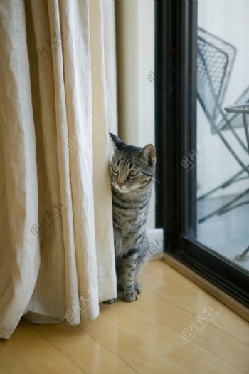 窗帘后的小猫咪图片