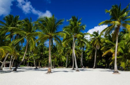 沙滩与椰树图片