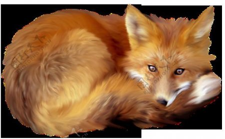 卷曲身体休息的狐狸免抠png透明图层素材