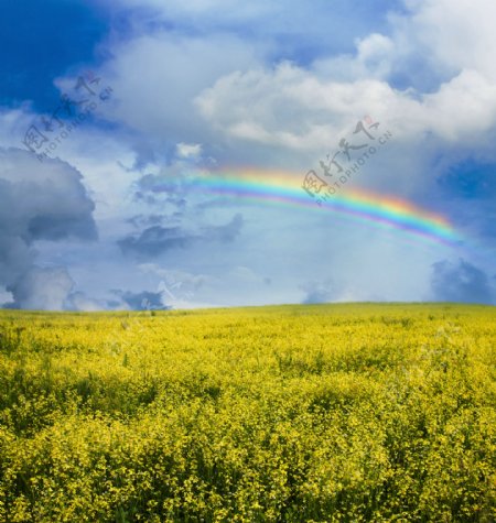 油菜花上空的彩虹图片