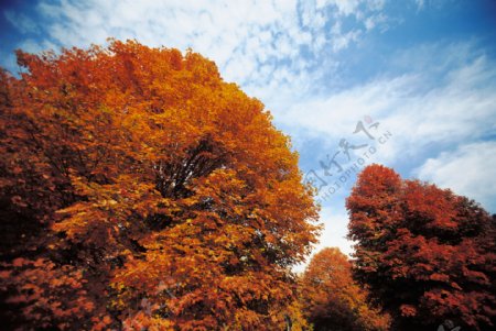 秋天枫树美景图片