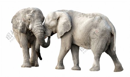 两只大象图片免抠png透明图层素材