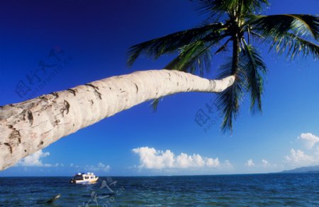 海边椰子树特写图片