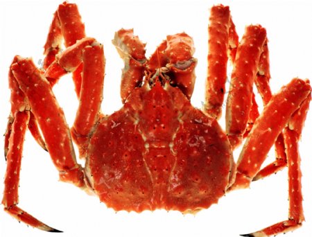 红色鲜艳螃蟹图片免抠png透明图层素材