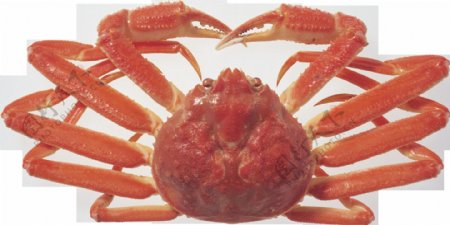 大脚螃蟹图片免抠png透明图层素材