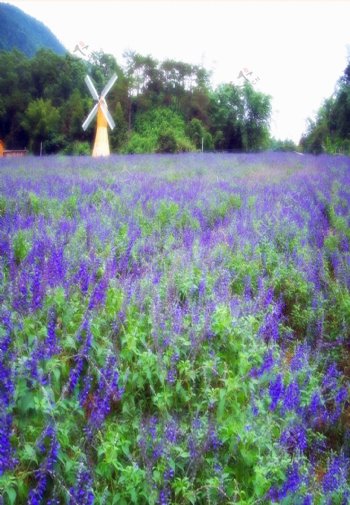 紫色薰衣草与风车影楼摄影背景图片