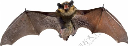 展开翅膀的蝙蝠图片免抠png透明图层素材