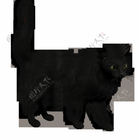黑色小猫图片免抠png透明图层素材