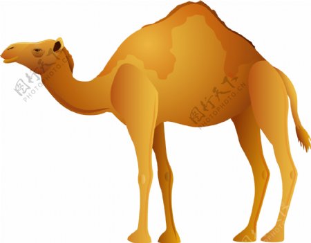 手绘卡通骆驼图片免抠png透明图层素材