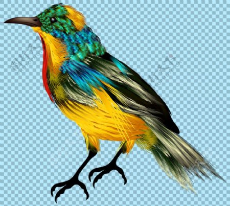 手绘彩色小鸟图片免抠png透明图层素材