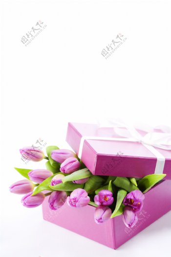 包装盒里的紫色郁金香图片