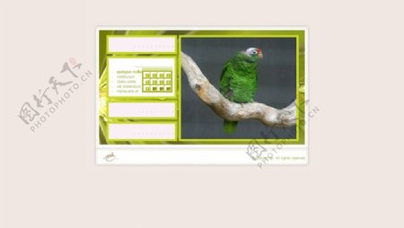 鸟类相册网页素材