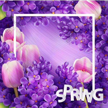 紫色丁香花朵