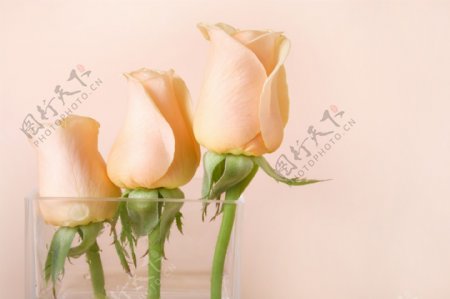 美丽粉红玫瑰花图片