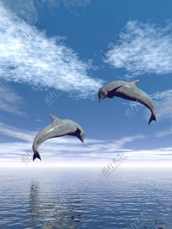海面上跳跃的海豚图片